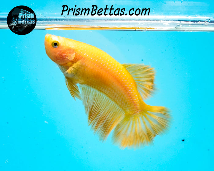 Yellow Halfmoon Female