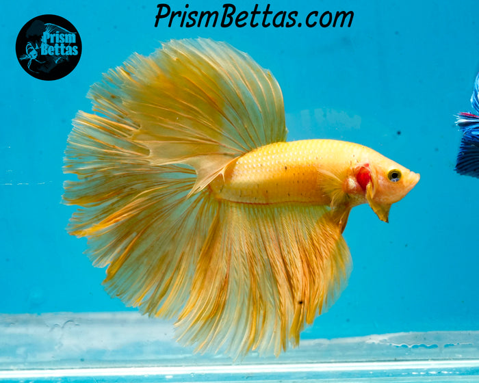 Yellow Halfmoon Male
