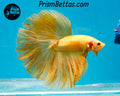 Yellow Halfmoon Male