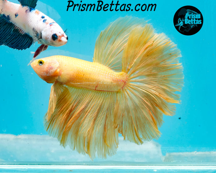 Yellow Halfmoon Male